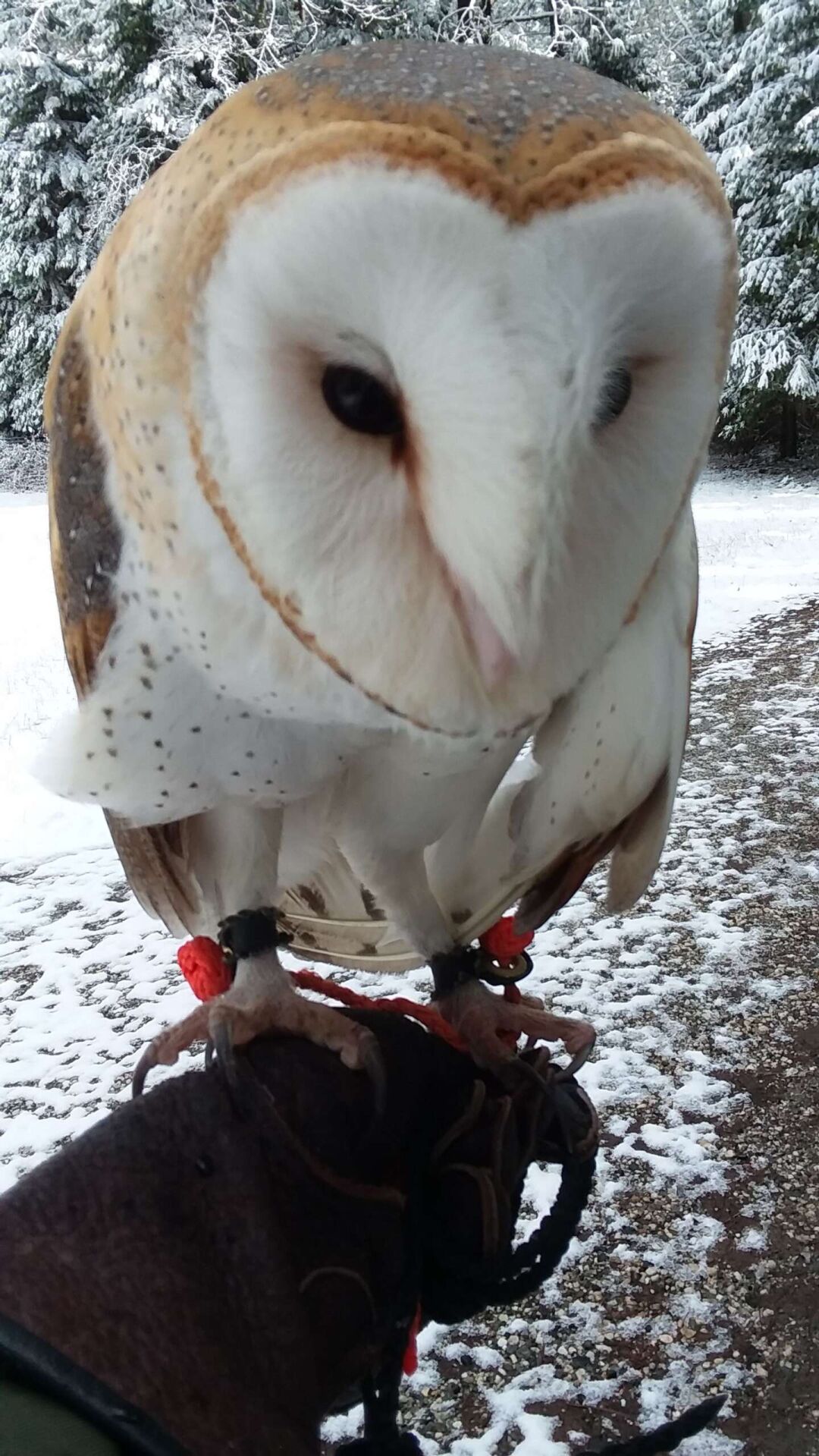 Owl be home for Christmas
